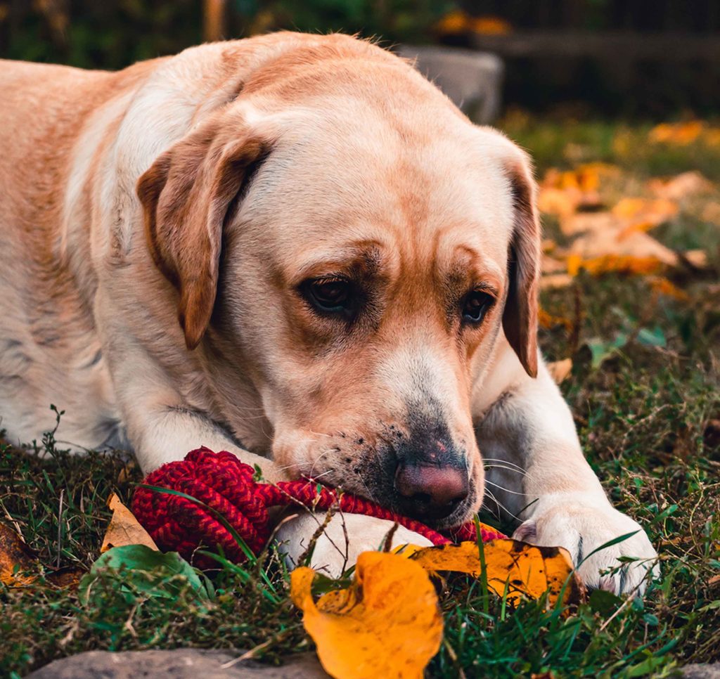 visuel jouets chien